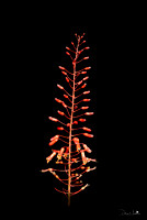 Aloe tormentorii - Mazambron marron