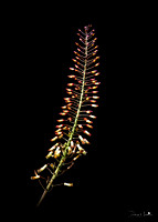 Mazambron marron - Aloe purpurea