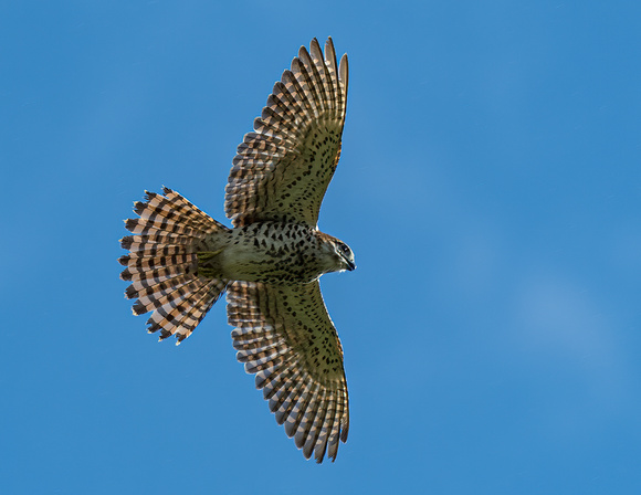 2025 03 Mauritius Kestrel-3