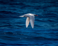 2025 06 Red-tailed tropic bird-2