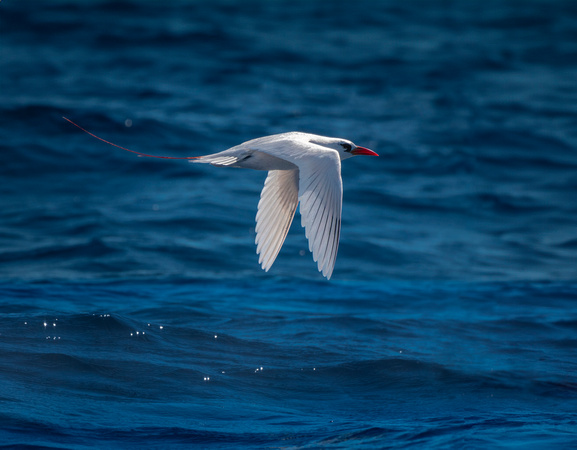 2025 06 Red-tailed tropic bird-2