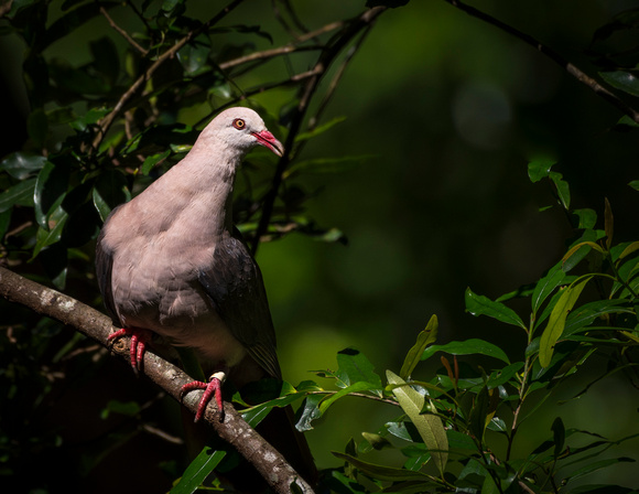 2025 10 Pink pigeon-1