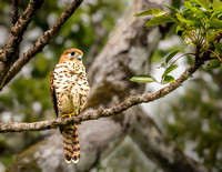 2025 03 Mauritius Kestrel-2