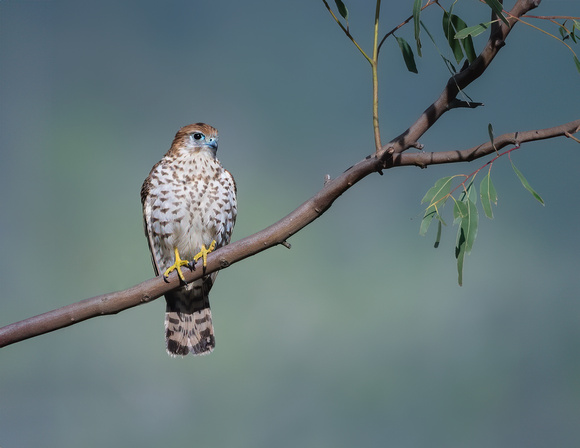 2025 03 Mauritius Kestrel-5