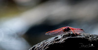 Mauritius - Dragonflies