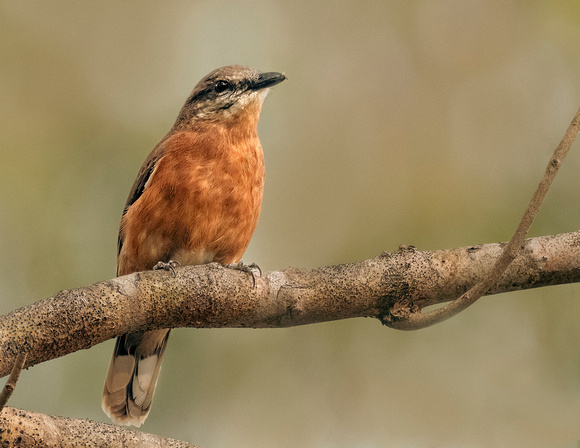 2025 08 Mauritius cuckoo shrike - female-1