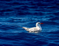 2025 06 Red-tailed tropic bird-1