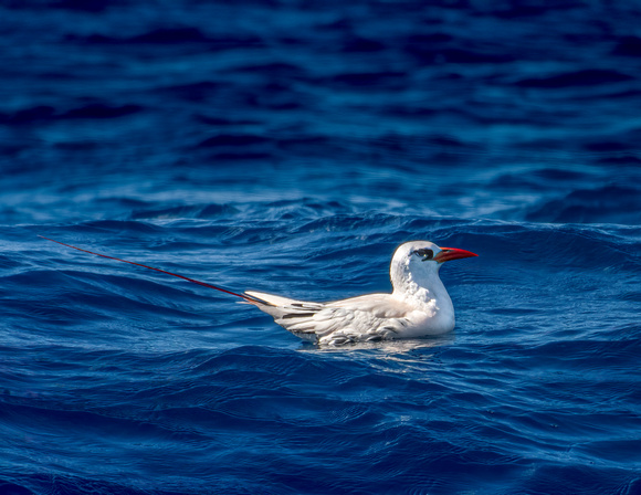 2025 06 Red-tailed tropic bird-1