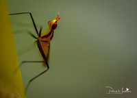 Mauritius - Insects