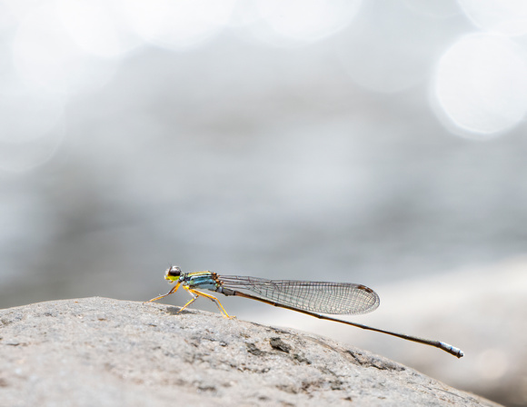 2025 02 Coenagriocnemis rufipens-2